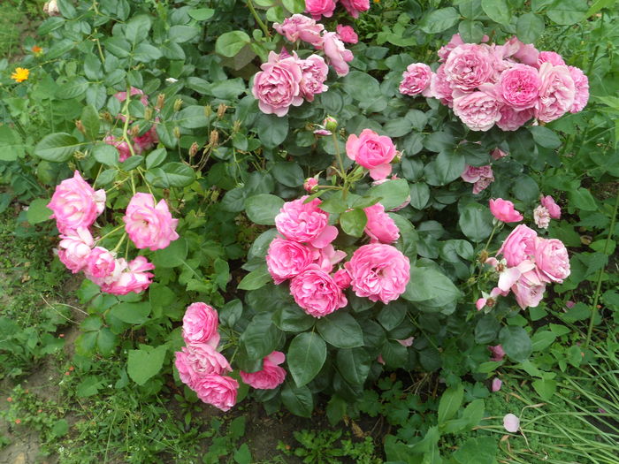 SAM_0085 - Florile mele din Dumbrava Minunata-2015
