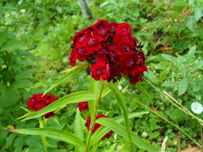 SAM_0090 - Florile mele din Dumbrava Minunata-2015