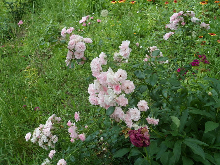 SAM_0091 - Florile mele din Dumbrava Minunata-2015