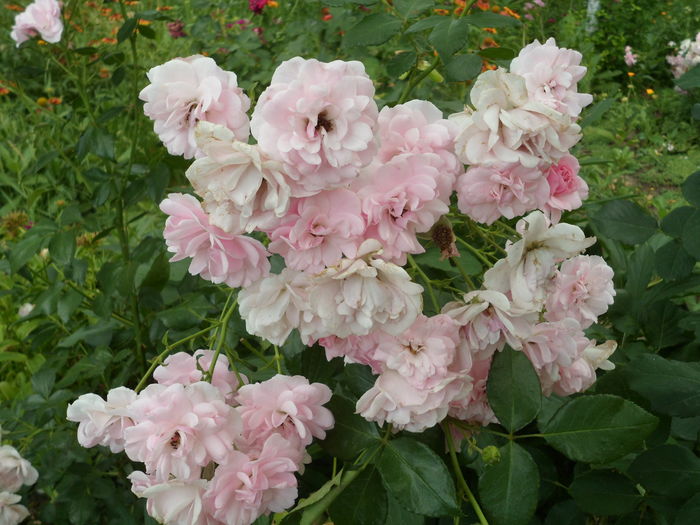 SAM_0092 - Florile mele din Dumbrava Minunata-2015