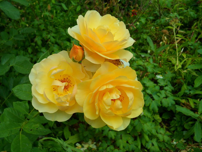 SAM_0095 - Florile mele din Dumbrava Minunata-2015