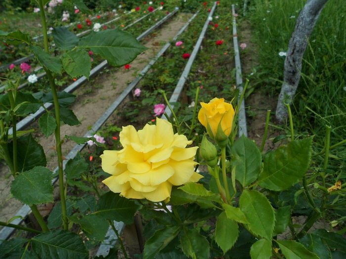 SAM_0100 - Florile mele din Dumbrava Minunata-2015