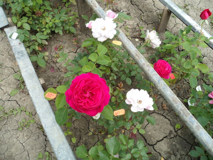 SAM_0101 - Florile mele din Dumbrava Minunata-2015