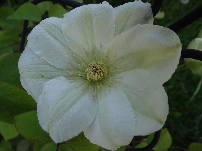  - E Florar in calendar