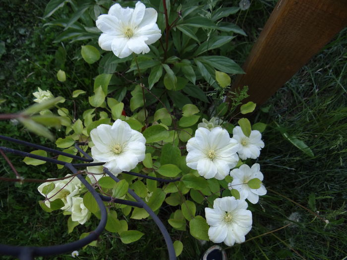  - E Florar in calendar
