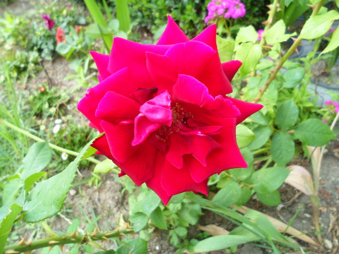 SAM_0109 - Florile mele din Dumbrava Minunata-2015