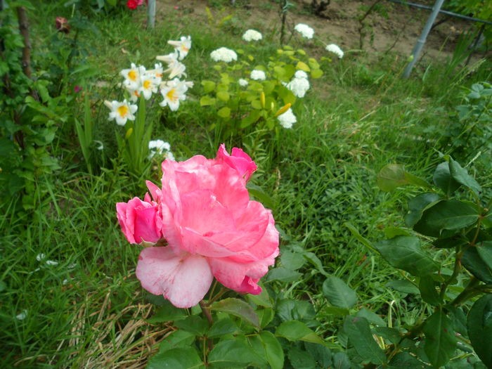 SAM_0110 - Florile mele din Dumbrava Minunata-2015
