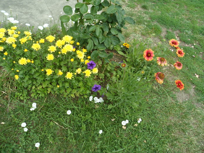 SAM_0113 - Florile mele din Dumbrava Minunata-2015