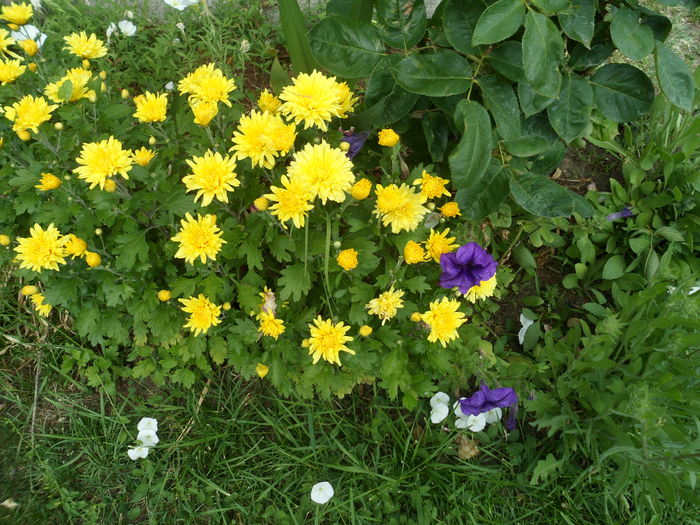 SAM_0114 - Florile mele din Dumbrava Minunata-2015
