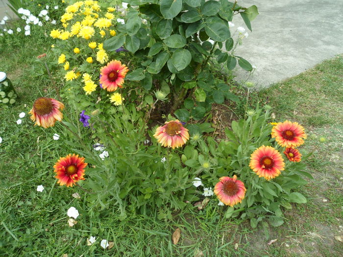 SAM_0115 - Florile mele din Dumbrava Minunata-2015