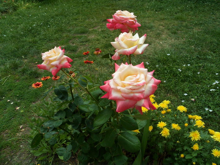 SAM_0116 - Florile mele din Dumbrava Minunata-2015