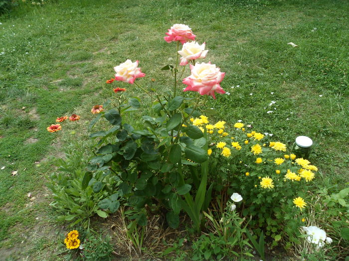 SAM_0117 - Florile mele din Dumbrava Minunata-2015
