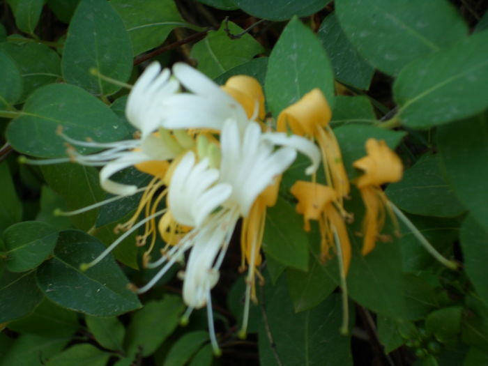 SAM_0003 - Florile mele din Dumbrava Minunata-2015