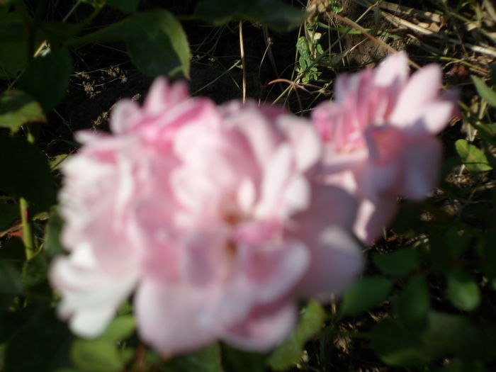 SAM_0005 - Florile mele din Dumbrava Minunata-2015