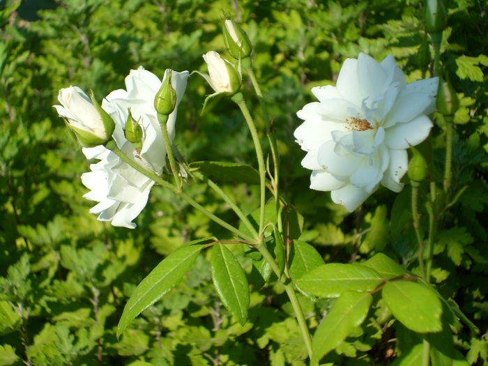 SAM_0006 - Florile mele din Dumbrava Minunata-2015