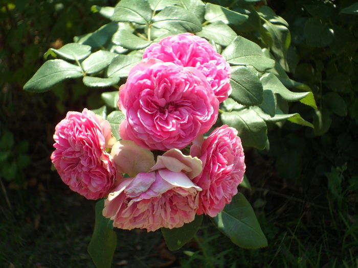 SAM_0007 - Florile mele din Dumbrava Minunata-2015