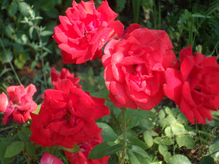 SAM_0008 - Florile mele din Dumbrava Minunata-2015