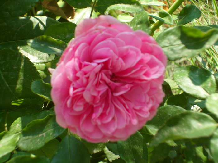 SAM_0009 - Florile mele din Dumbrava Minunata-2015