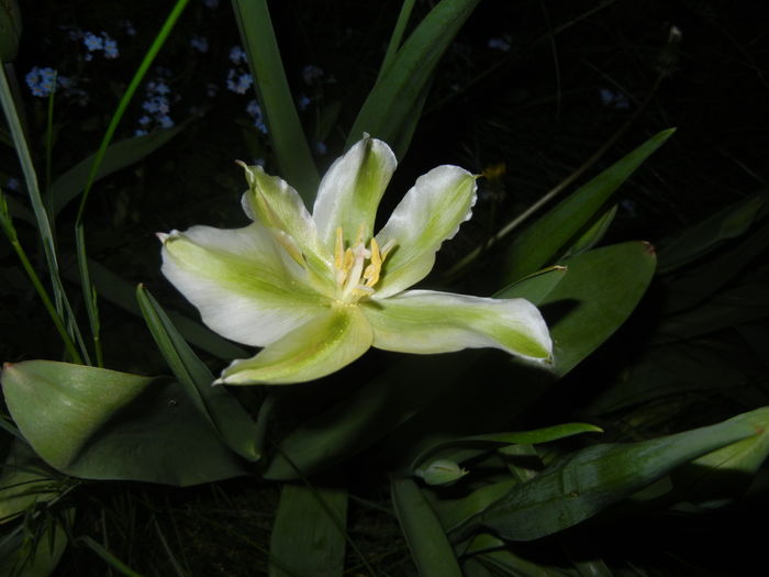 Tulipa Spring Green (2016, April 15)