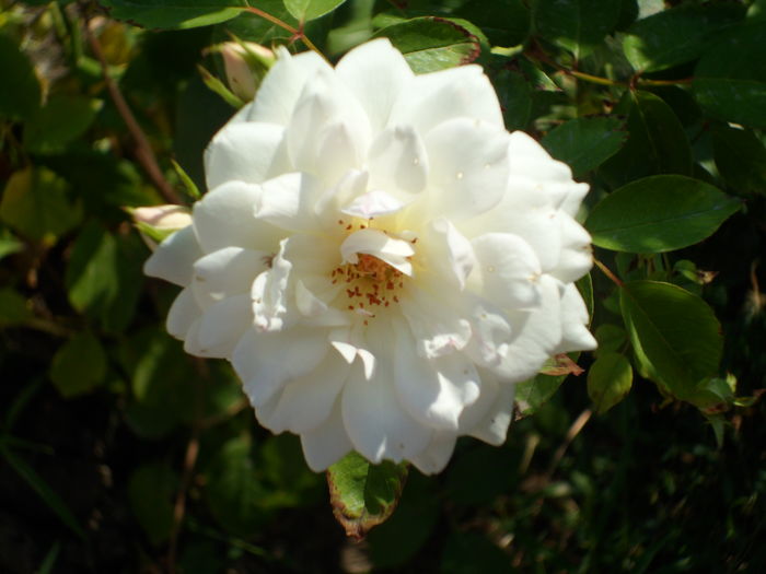 SAM_0011 - Florile mele din Dumbrava Minunata-2015