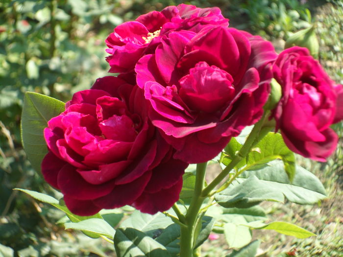 SAM_0012 - Florile mele din Dumbrava Minunata-2015