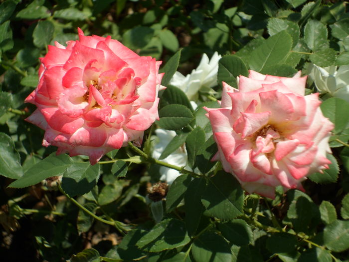 SAM_0015 - Florile mele din Dumbrava Minunata-2015