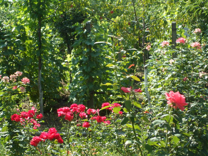 SAM_0022 - Florile mele din Dumbrava Minunata-2015