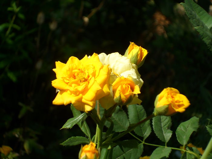 SAM_0023 - Florile mele din Dumbrava Minunata-2015