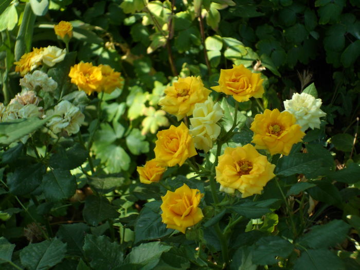 SAM_0024 - Florile mele din Dumbrava Minunata-2015