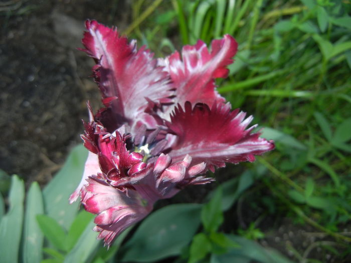 Tulipa Black Parrot (2016, April 17)