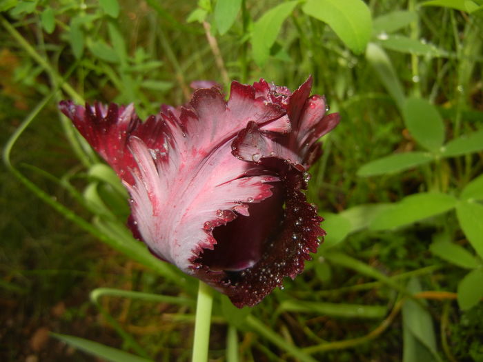 Tulipa Black Parrot (2016, April 19)