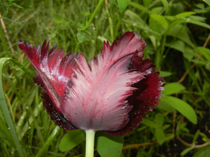 Tulipa Black Parrot (2016, April 19)