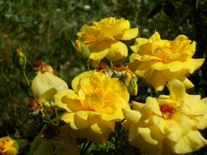 SAM_0039 - Florile mele din Dumbrava Minunata-2015