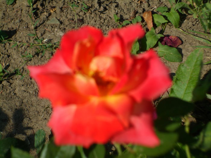 SAM_0040