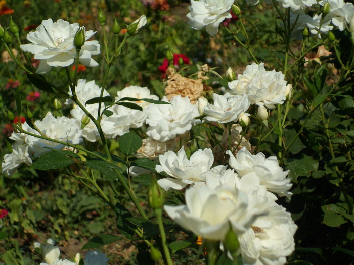 SAM_0041