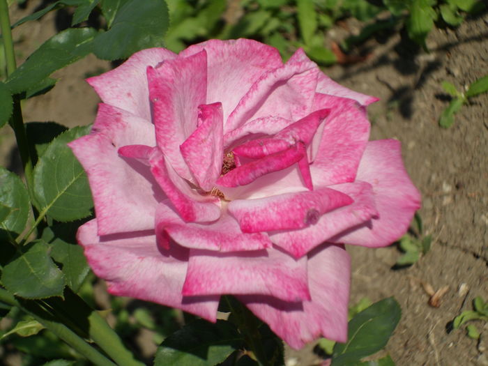 SAM_0043