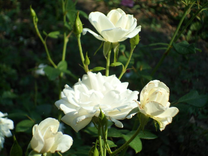 SAM_0044