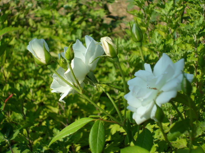 SAM_0046