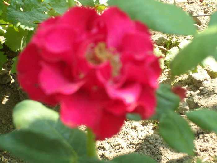 SAM_0048
