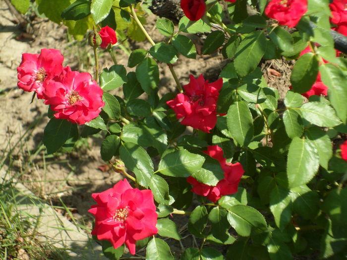 SAM_0049