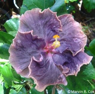 Black_Metal poza site nemti