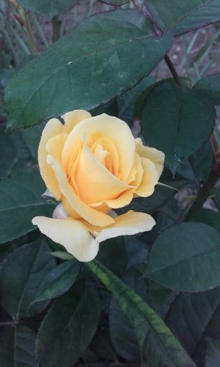 20160510_191935