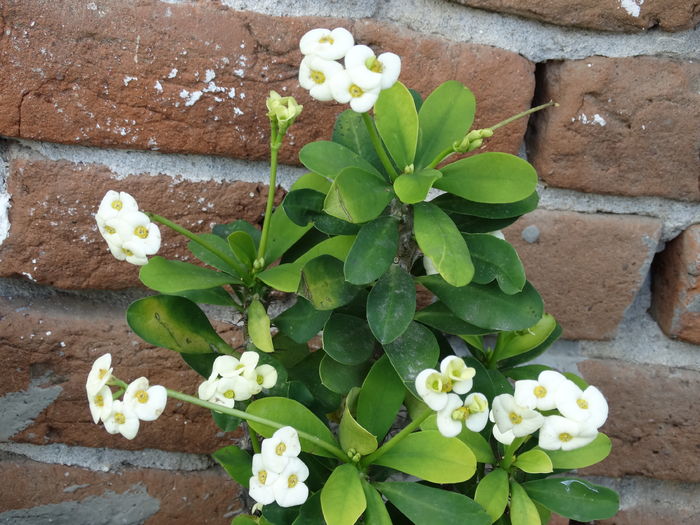 DSC06640 - Plante in ghiveci 2016