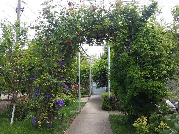 20160510_160824 - 2016 Clematis