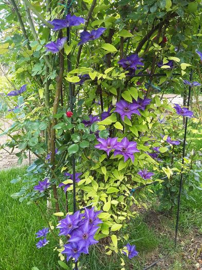 20160510_160837 - 2016 Clematis