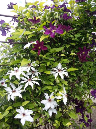 20160510_160910 - 2016 Clematis
