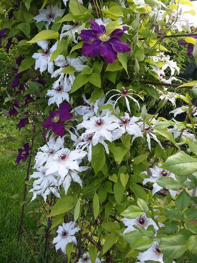 20160510_161014 - 2016 Clematis