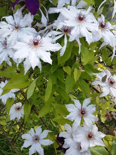SNOW QUEEN - 2016 Clematis
