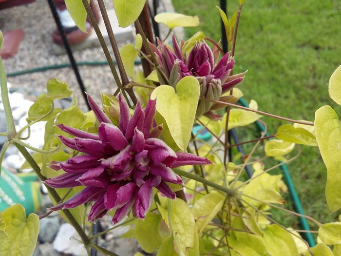 RED STAR - 2016 Clematis