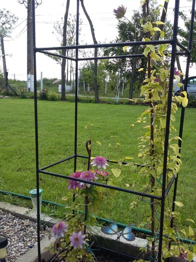 RED STAR+KAISER - 2016 Clematis